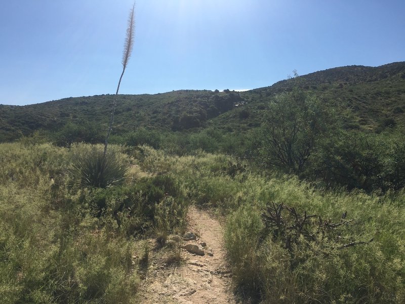 Bridal Wreath has a slight incline for a short distance. The vegetation is heavier. Trail can be overgrown.