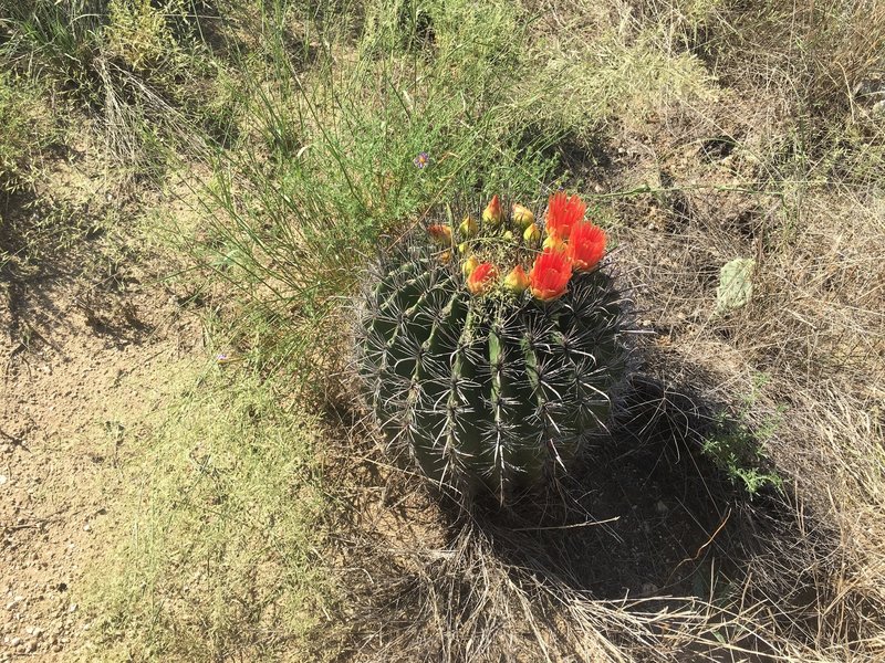 A small sample of the vegetation type in the area. A lot of great plant life and possible animal sightings.