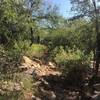 Trail starts to climb up the side of the hill towards the falls. Saguaro are in the area as well as a solid Mesquite Bosque.