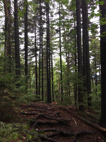 A beautiful view early along the trail.