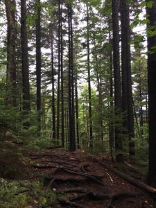 A beautiful view early along the trail.