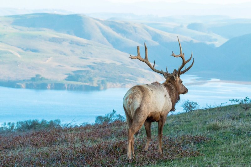 Bull tule elk with Tomales Bay in the background.