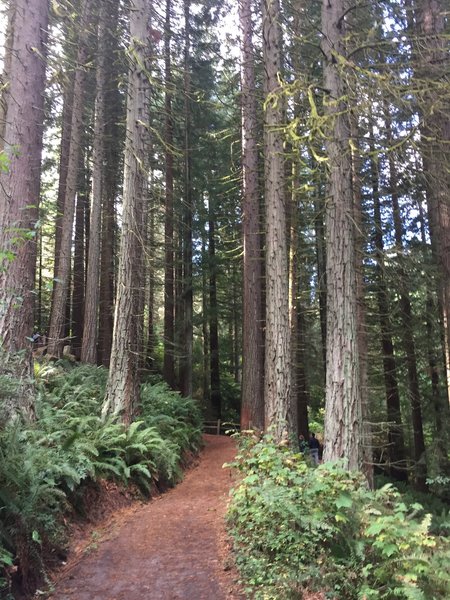 Easy stroll through towering trees!