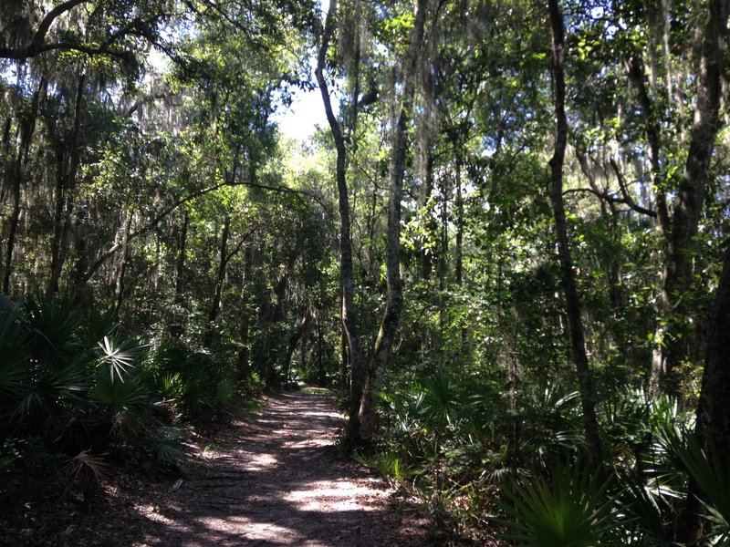 Canopy trail view