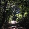 The canopy overshadows the trail for much of the way.