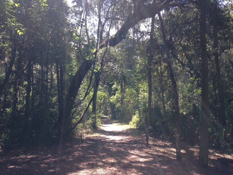 Sunlight on the trail