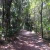 Wonderful shade along the trail