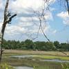 View of marsh from trail