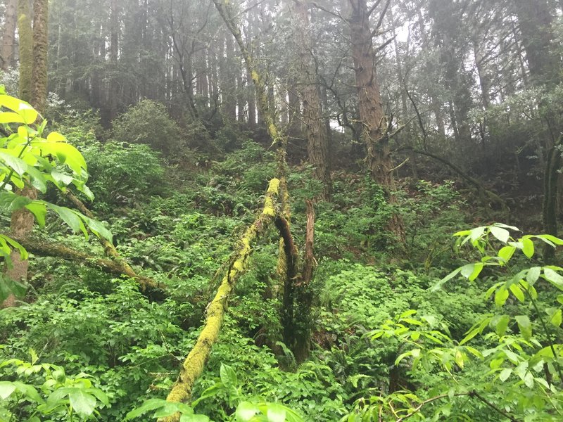 Just up the hill from Stinson Beach, you'll find this lush landscape on the Dipsea Trail.