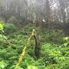 Just up the hill from Stinson Beach, you'll find this lush landscape on the Dipsea Trail.