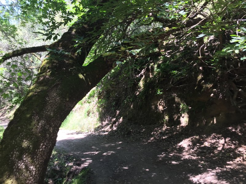 Shiloh Park features lovely trails, like the Big Leaf Trail.