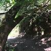 Shiloh Park features lovely trails, like the Big Leaf Trail.