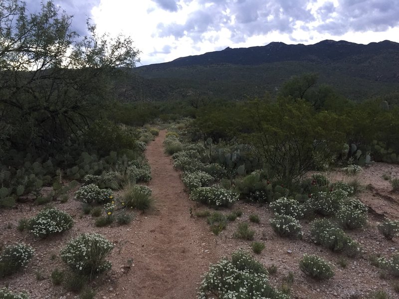 Looking south toward the Rincons.