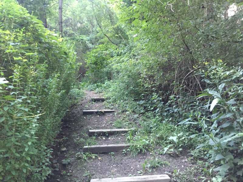 End of ascent at the beginning of the trail.