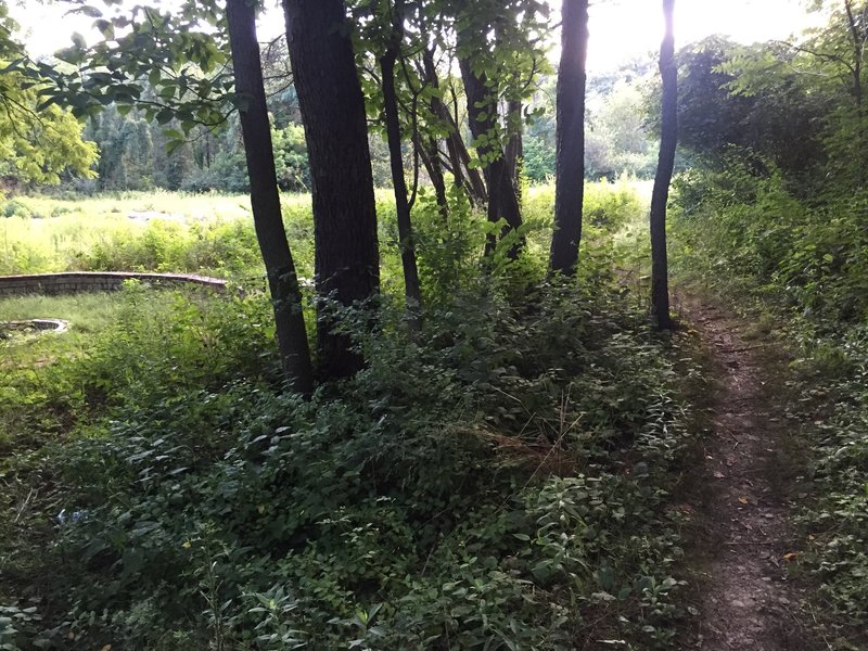 Trail passing community fire pit.