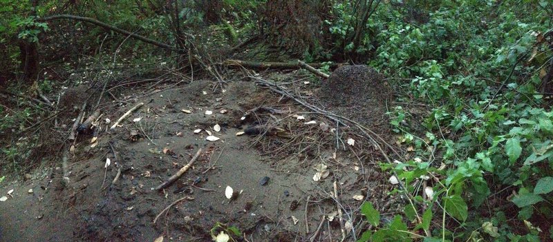 Ant hills grow to incredible sizes at Snake Lake Park!