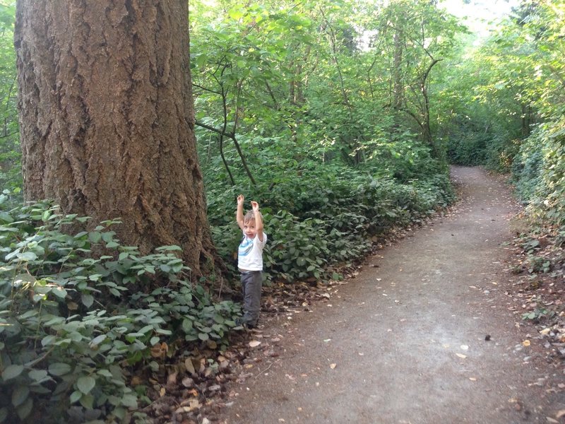 Big tree along the trail, toddler included for scale.