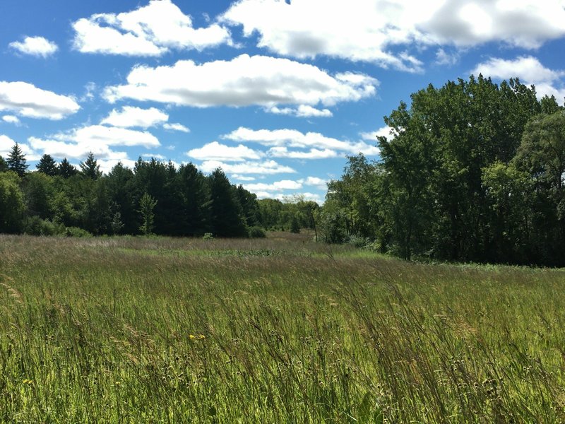 View facing south from bench along prairie path. Spring Valley Nature Center 8/21/16