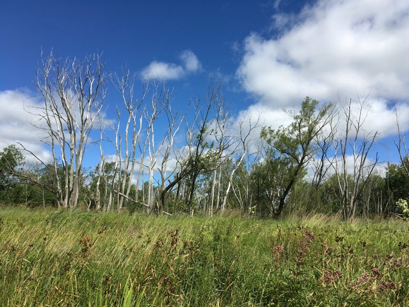 View facing north from paved trail. Spring Valley Nature Center 8/21/16