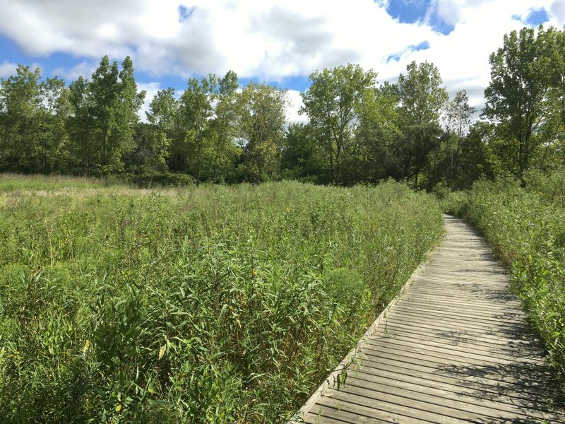 Boardwalk through prairie/marsh. Spring Valley Nature Center 8/21/16