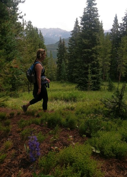 On a sparsely forested section of the Meadows Loop, just above Mid-Vail