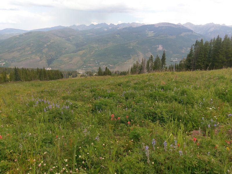 Vail's classic alpine meadows with copius wildflowers and the distant Gore Range as backdrop