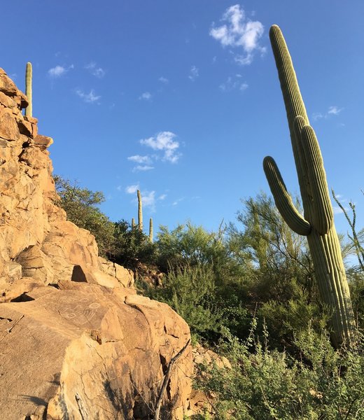 Look carefully, petroglyphs exists along the Picture Rock Wash Trail.