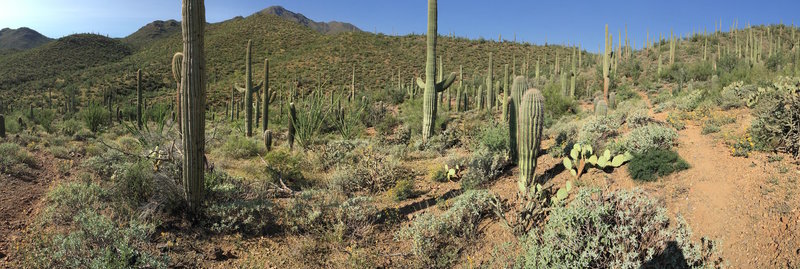 Saguaros and various desert plant life along Picture Rocks Wash Trail with Wasson Peak in the distance.