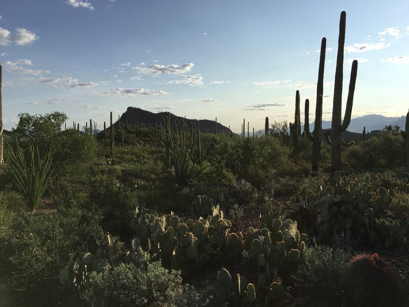 Barrel, ocotillos, prickly pear, and saguaros are some of the cactus along the trail.