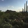 Barrel, ocotillos, prickly pear, and saguaros are some of the cactus along the trail.