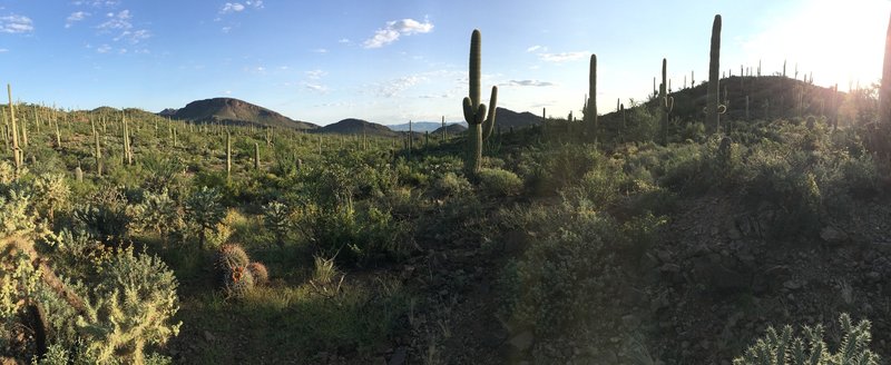 View of the Sonoran Desert along the Ironwood Forest trail.