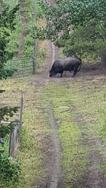 Most of the trail is open range land. Keep your distance from the cattle. Photo Credit: Eric Thomas