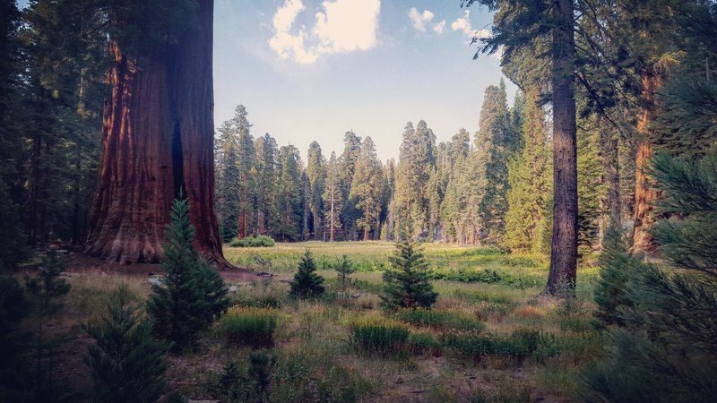 Beginning of the Big Trees Trail.