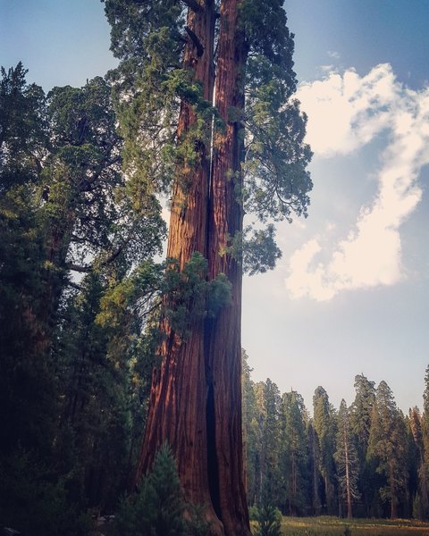 Huge split tree at the beginning of the trail