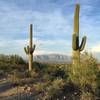 Saguaros!