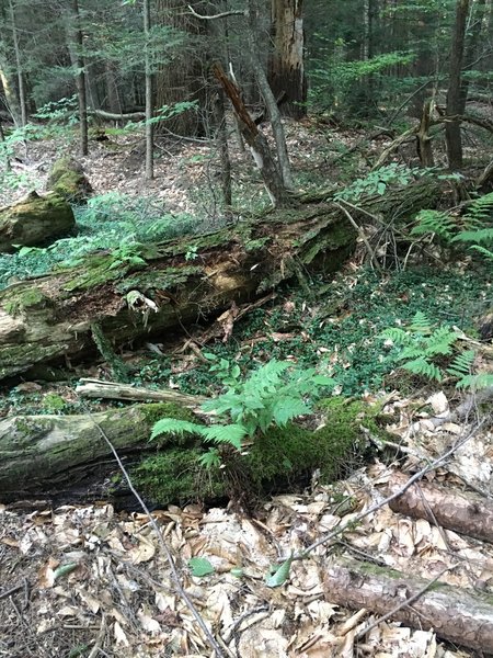 Moss and ferns