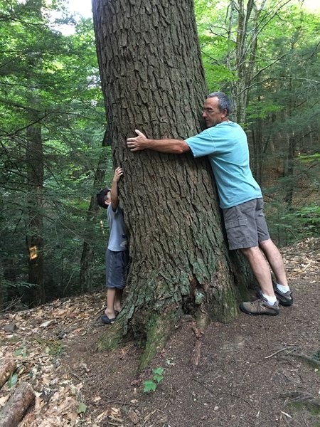 We love big trees!