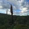 Saguaro skeleton.