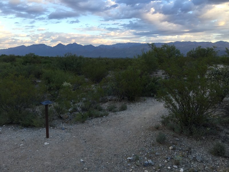 Trail junction of Mica View and Cactus Forest Trails.