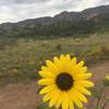 Sun flowers sprinkled about Ute Valley!
