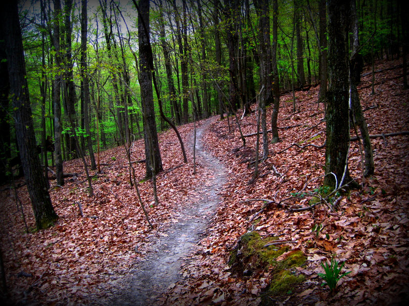 Chestnut Trail.