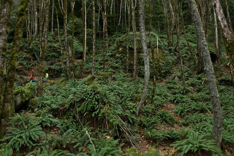 Steep slopes and sandstone boulders sit covered in ferns and moss on the Rock Trail.