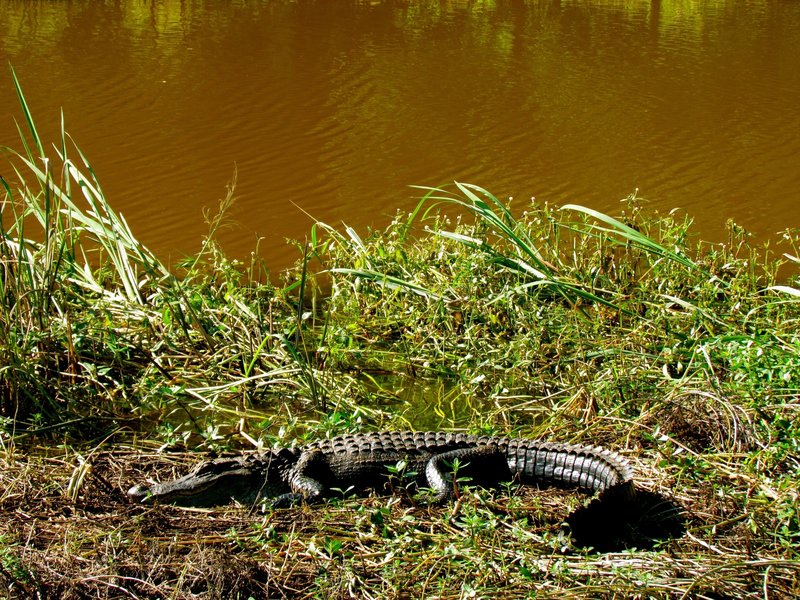 One of the Savannah Wildlife Refuge residents.