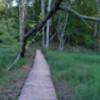 Boardwalk through the wetlands.