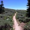 The torturous climb well behind you, enter the meadow of Marlette Peak.