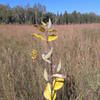 Milkweed along the trail in the grasslands.