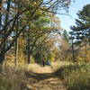 Hikers under the pines in the fall.