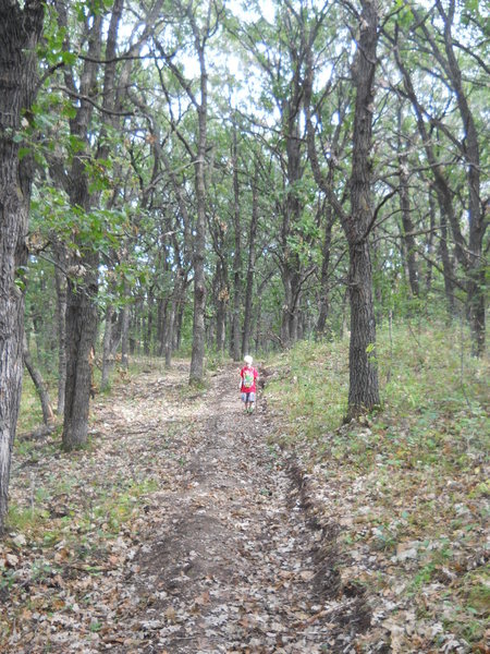 Hiking through the oak savanna portion of the trail.