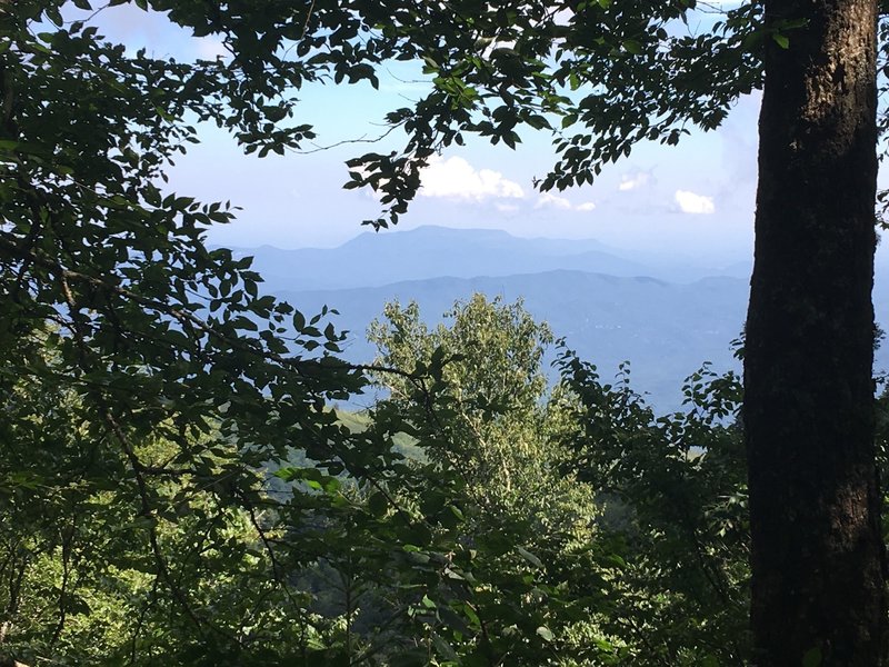 One of the very few views from the Trillium Gap Trail before reaching Mt LeConte.