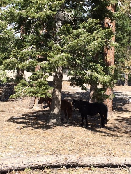 Wild horses along the trail.